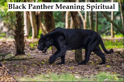Black Panther bedeutet spirituell