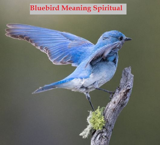 蓝鸟的含义是精神上的