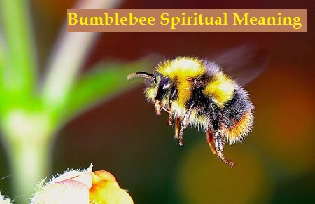 Significado espiritual del abejorro