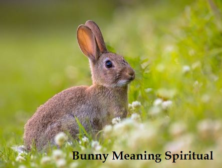兔子的意义是精神上的