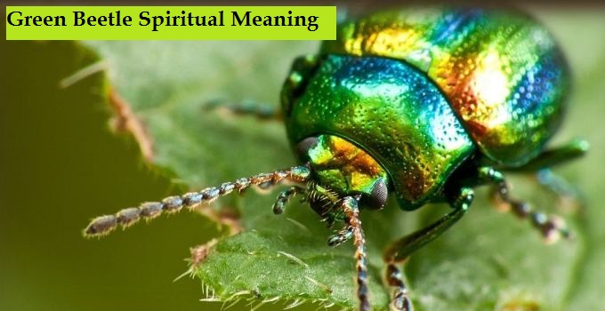 Green Beetle Spiritual Meaning