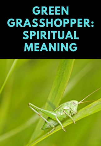 Green Grasshopper Spiritual Meaning