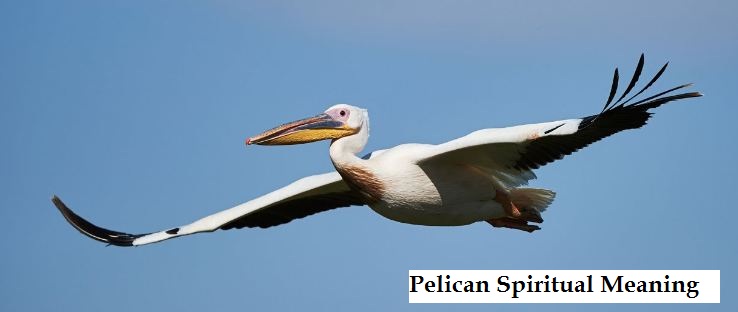 Pelican Spiritual Meaning