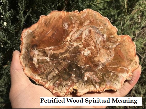 Petrified Wood Spiritual Meaning