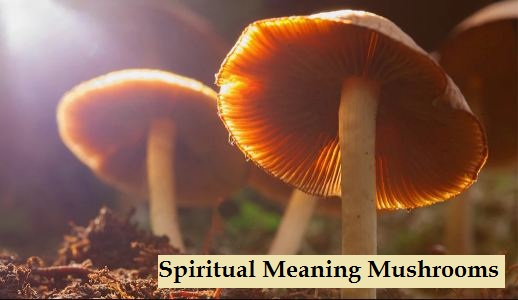 Spiritual Meaning Mushrooms