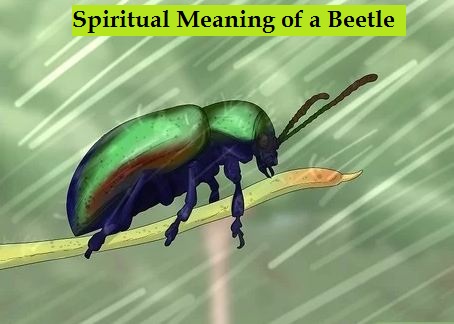 Spiritual Meaning of a Beetle