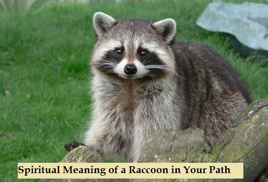 Spiritual Meaning of a Raccoon in Your Path