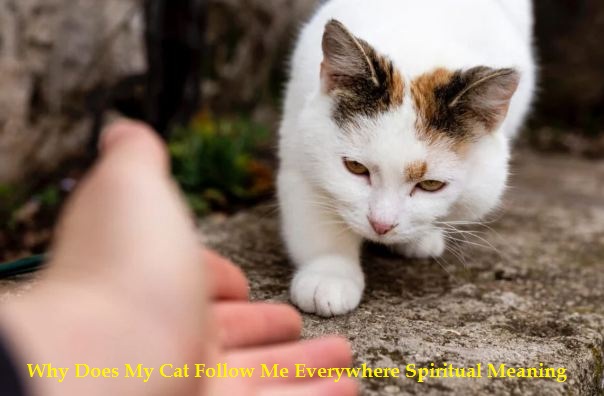 Mengapa Kucing Saya Mengikuti Saya Kemana Saja Arti Spiritual